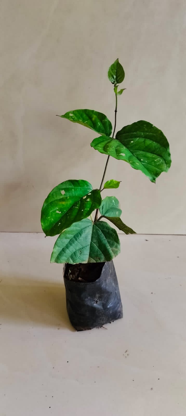 Clerodendrum Splendens/ Flaming Glorybower