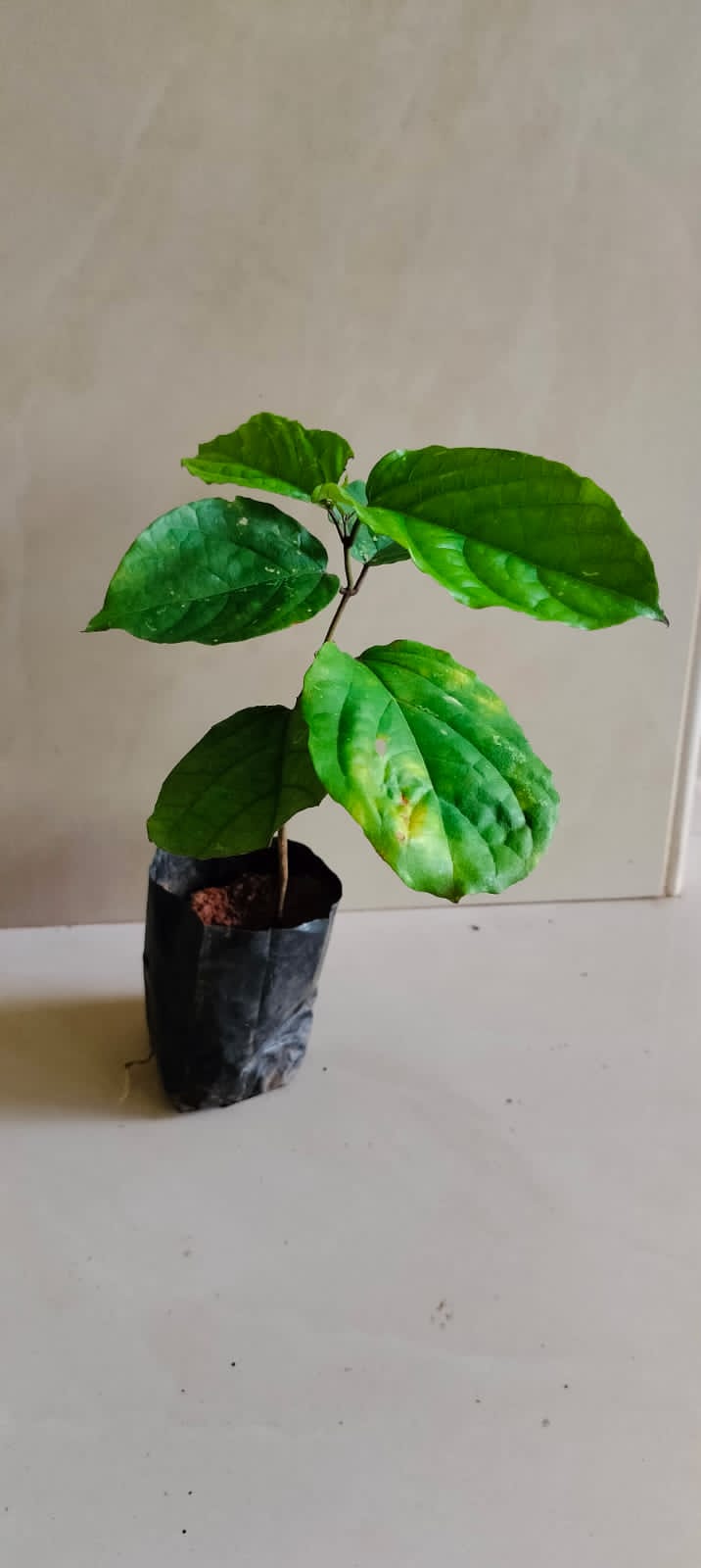 Clerodendrum Splendens/ Flaming Glorybower