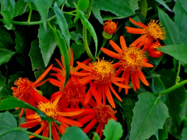 Mexican Flame Vine