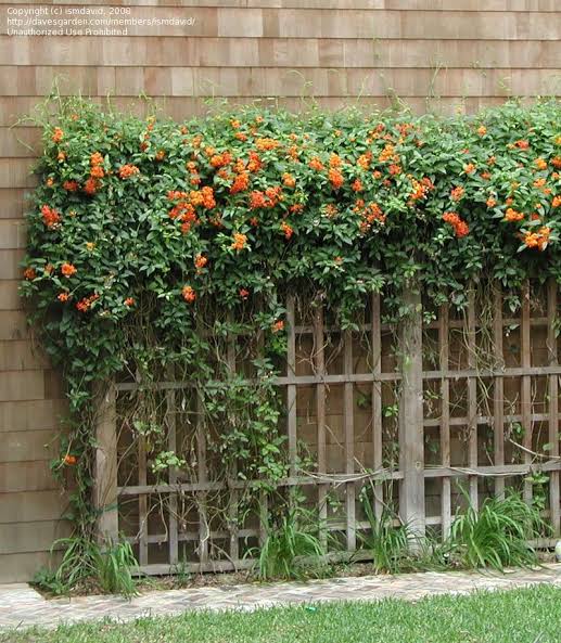 Mexican Flame Vine