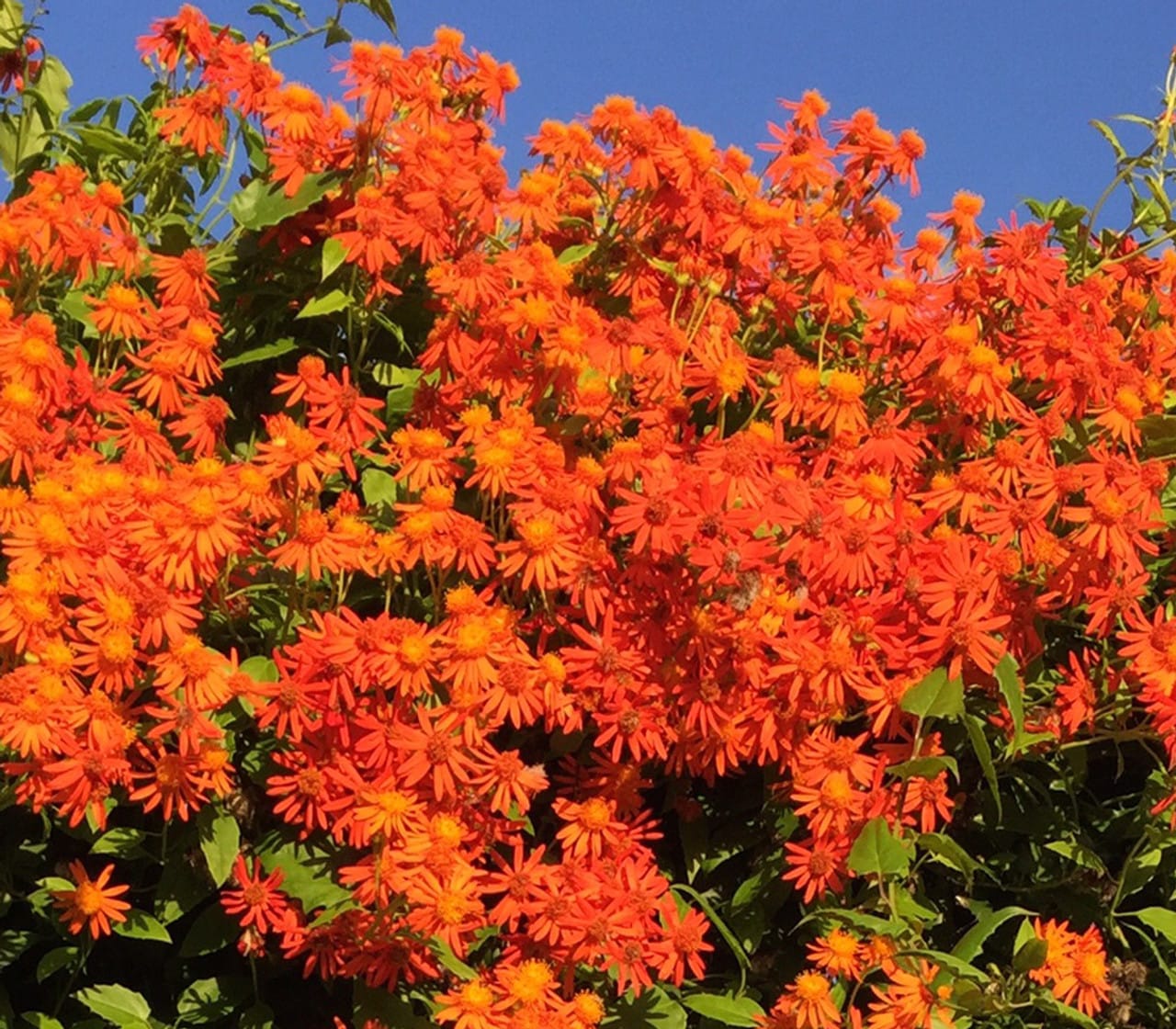 Mexican Flame Vine