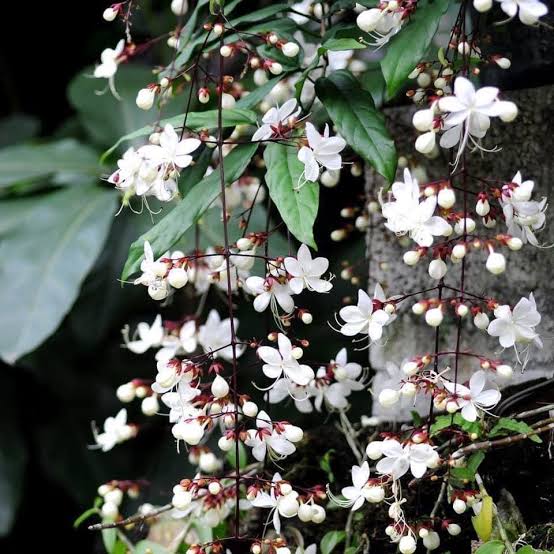 Chains of Glory/ Light Bulbs/ Clerodendrum Smithianum / Bridal Veil