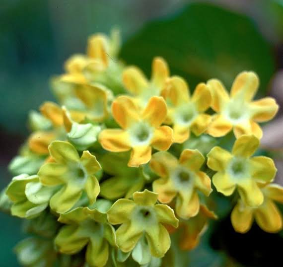 Variegated Telosma Cordata/ Variegated Tonkin Jasmine/ Chinese Violet/ Pakalana Vine