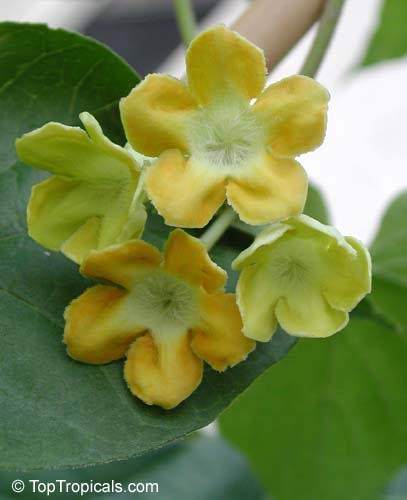 Variegated Telosma Cordata/ Variegated Tonkin Jasmine/ Chinese Violet/ Pakalana Vine
