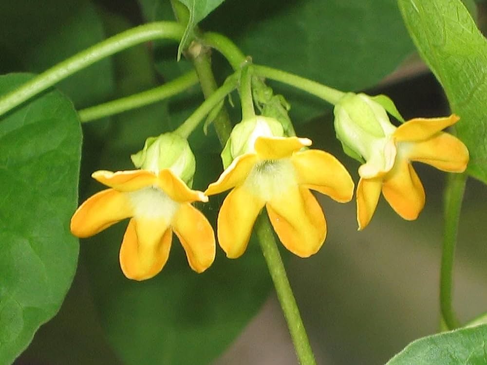 Variegated Telosma Cordata/ Variegated Tonkin Jasmine/ Chinese Violet/ Pakalana Vine