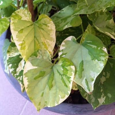 Variegated Telosma Cordata/ Variegated Tonkin Jasmine/ Chinese Violet/ Pakalana Vine