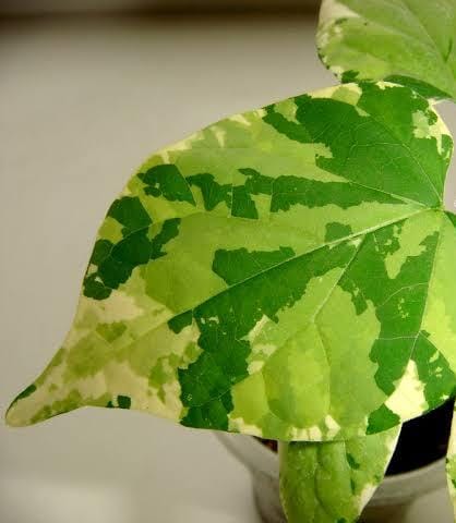 Variegated Telosma Cordata/ Variegated Tonkin Jasmine/ Chinese Violet/ Pakalana Vine