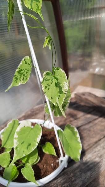 Variegated Telosma Cordata/ Variegated Tonkin Jasmine/ Chinese Violet/ Pakalana Vine