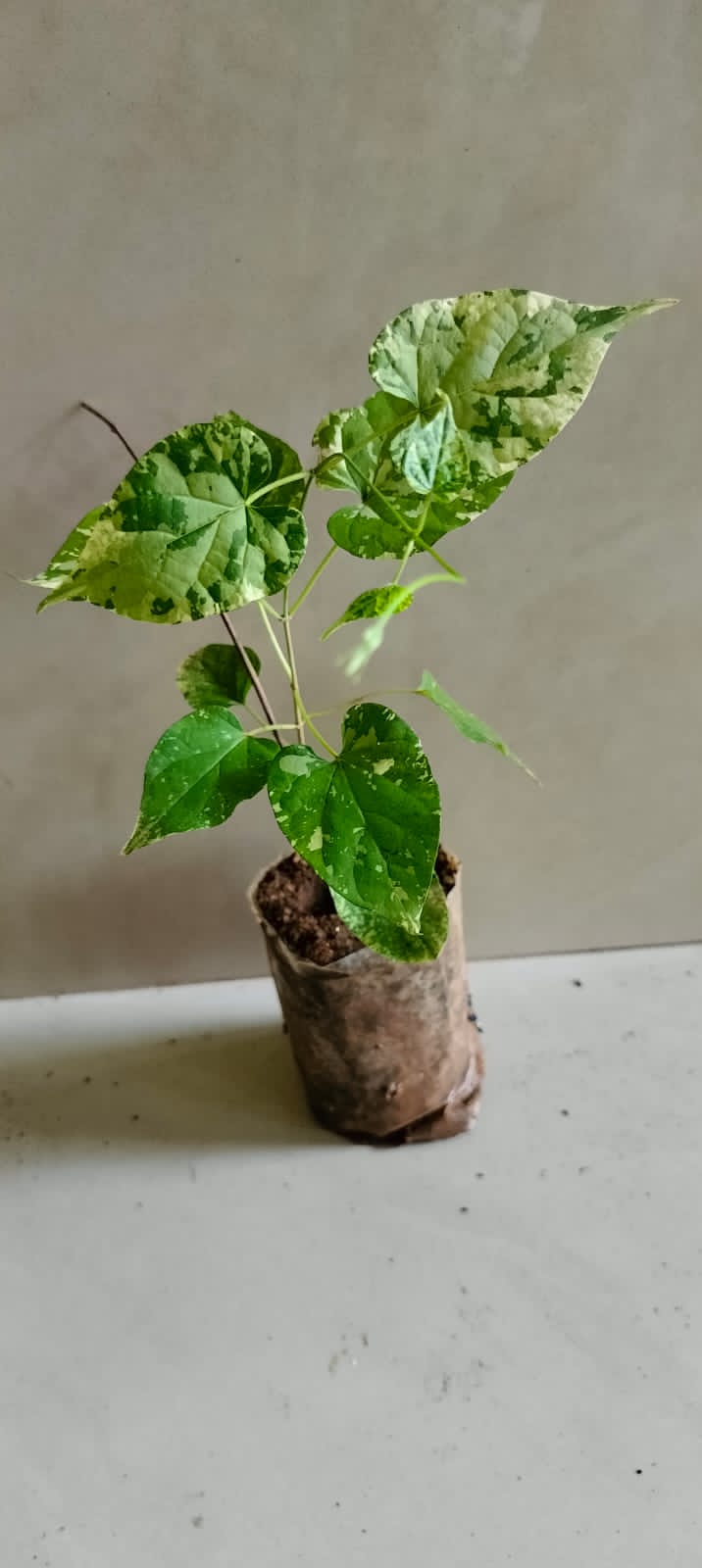 Variegated Telosma Cordata/ Variegated Tonkin Jasmine/ Chinese Violet/ Pakalana Vine