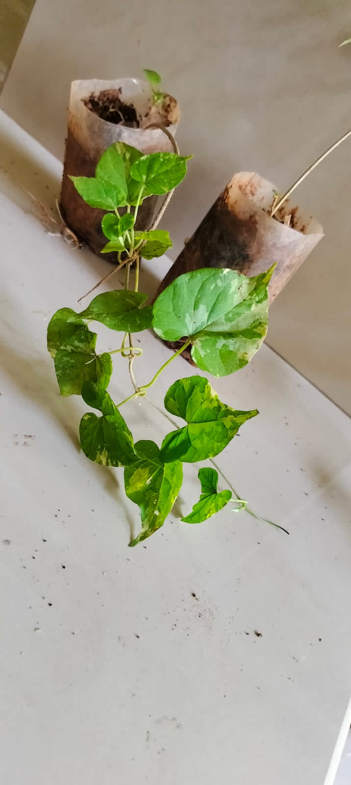 Variegated Telosma Cordata/ Variegated Tonkin Jasmine/ Chinese Violet/ Pakalana Vine