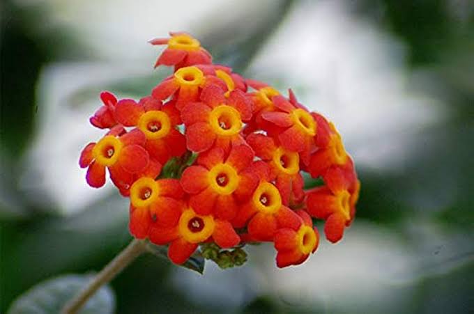 Rondeletia Odorata/ Fragrant Panama Rose - Orange