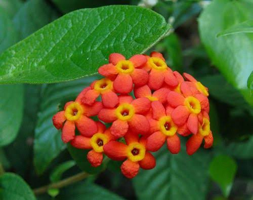 Rondeletia Odorata/ Fragrant Panama Rose - Orange