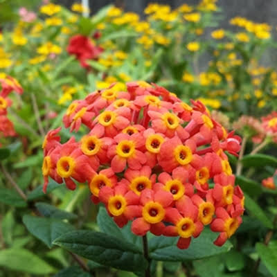 Rondeletia Odorata/ Fragrant Panama Rose - Orange