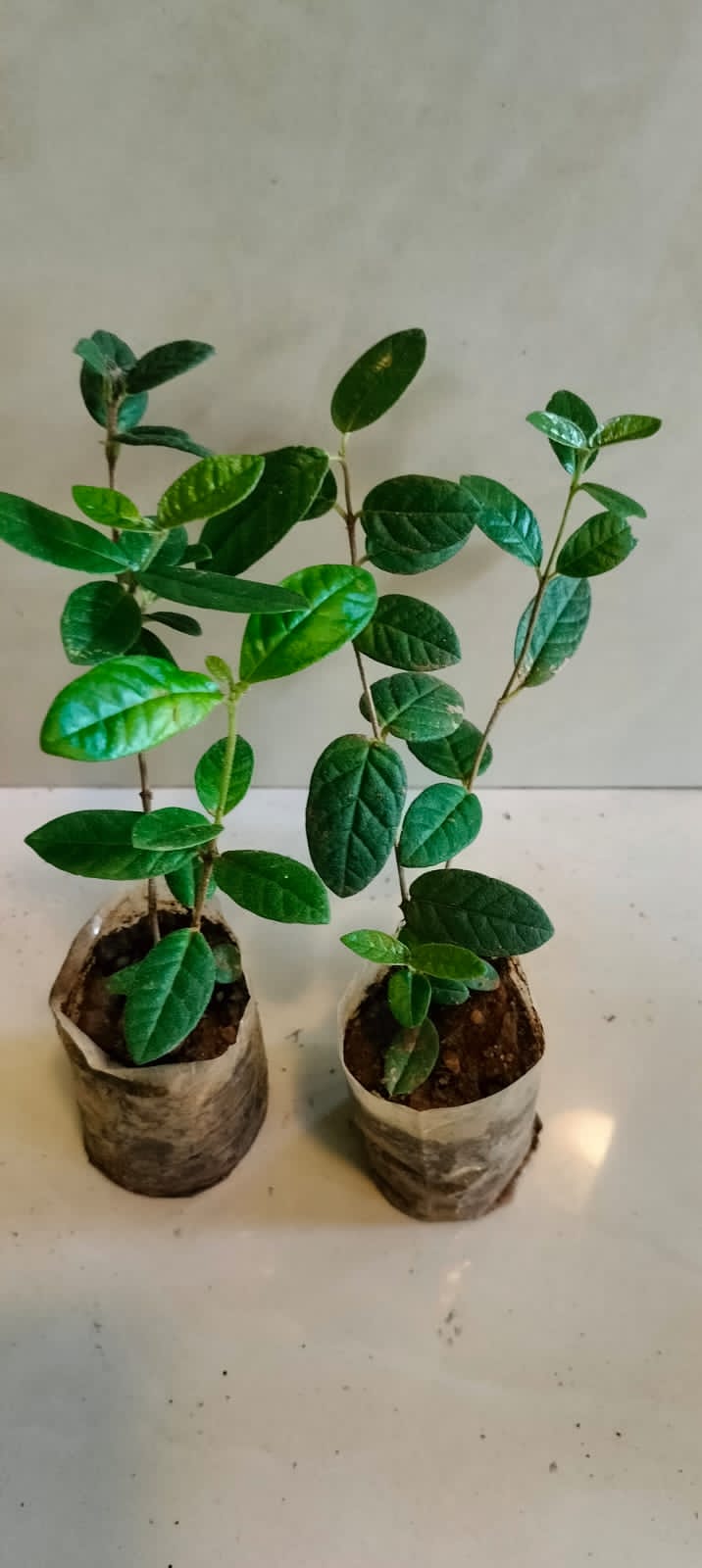 Rondeletia Odorata/ Fragrant Panama Rose - Orange