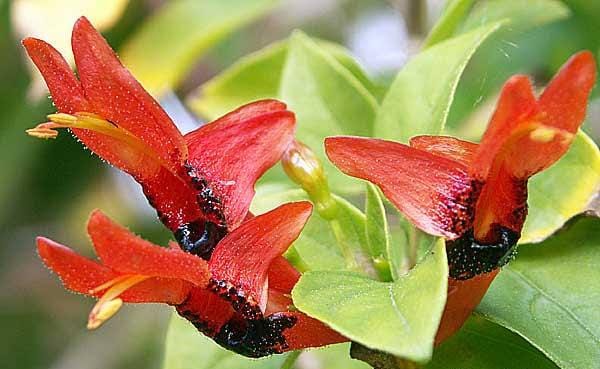 Ruttya Fruticosa / Rabbit Ears