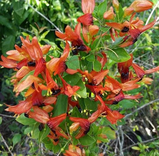 Ruttya Fruticosa / Rabbit Ears