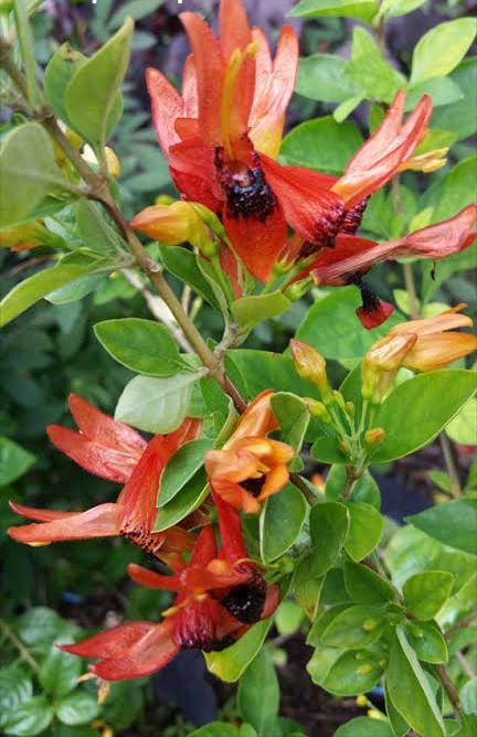 Ruttya Fruticosa / Rabbit Ears