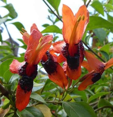 Ruttya Fruticosa / Rabbit Ears