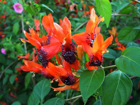 Ruttya Fruticosa / Rabbit Ears