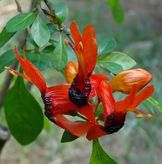 Ruttya Fruticosa / Rabbit Ears