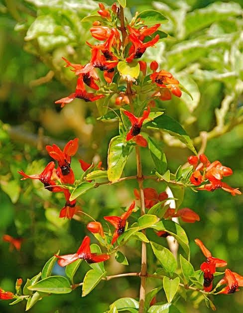 Ruttya Fruticosa / Rabbit Ears