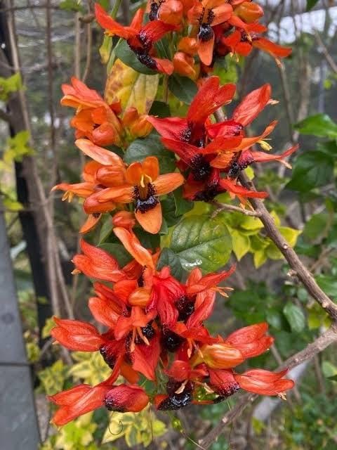 Ruttya Fruticosa / Rabbit Ears