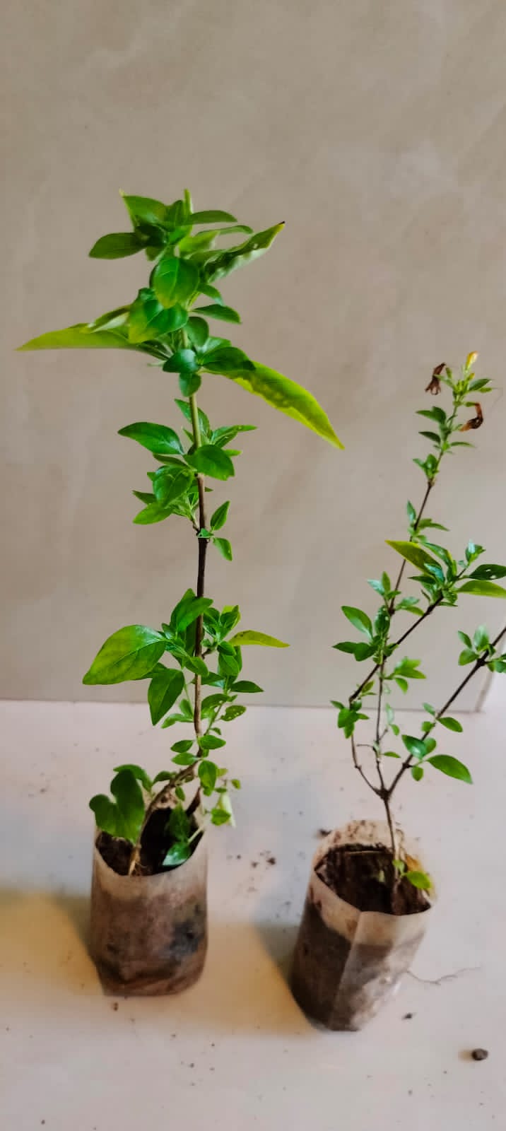 Ruttya Fruticosa / Rabbit Ears