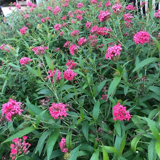 Panama Rose - Pink