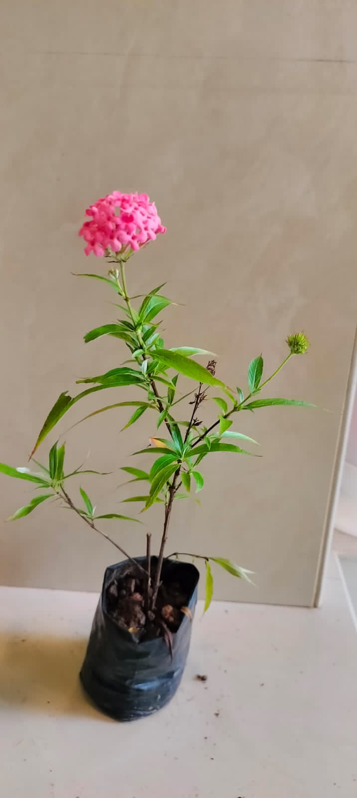 Panama Rose - Pink