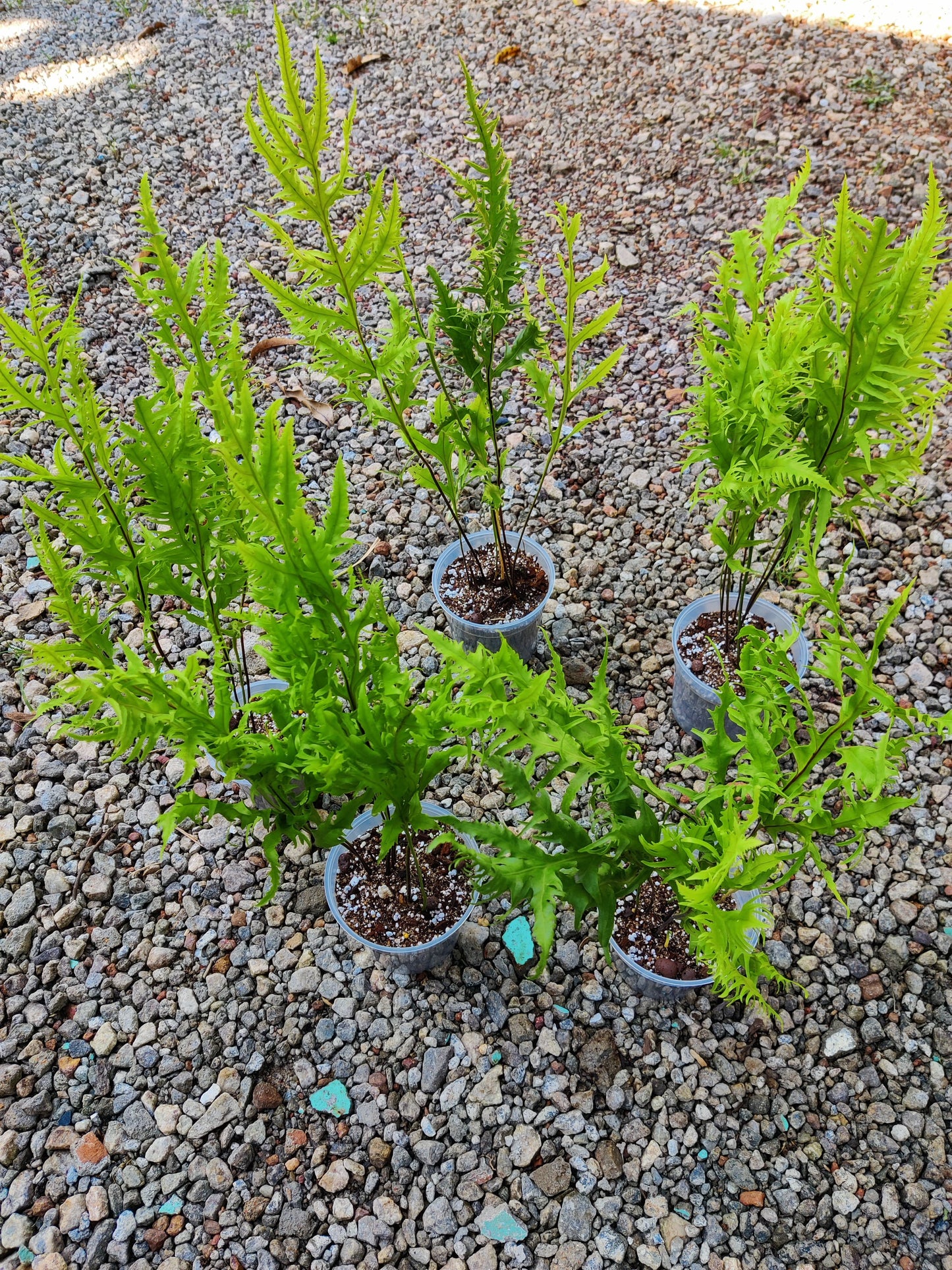 Rare Yellow Fern SP