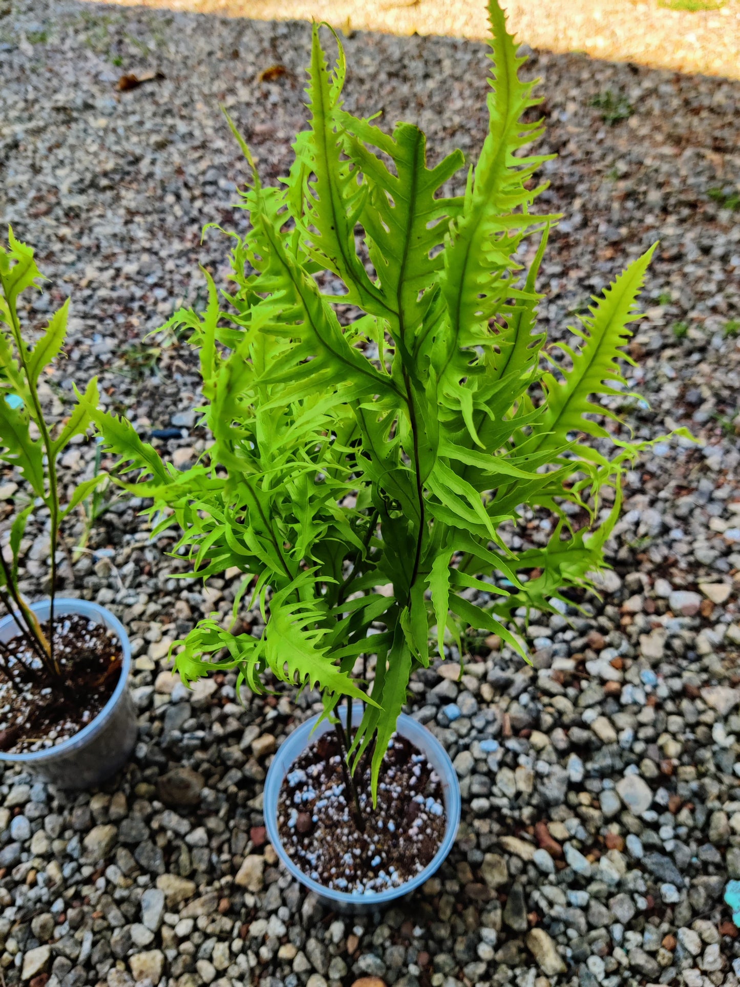 Rare Yellow Fern SP