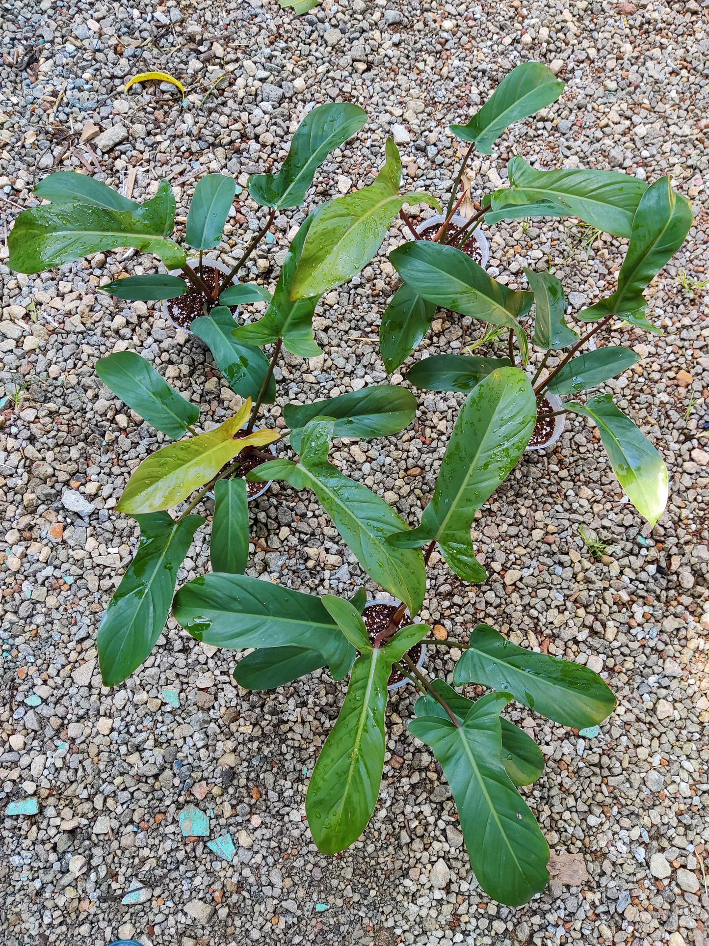 Philodendron Florida Bronze