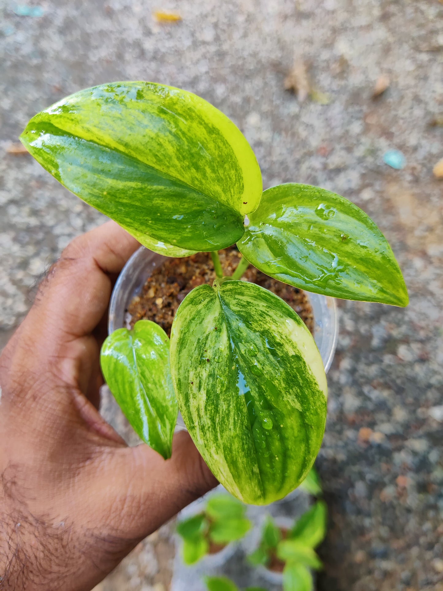 Scindapsus Hederaceus Blue Aurea