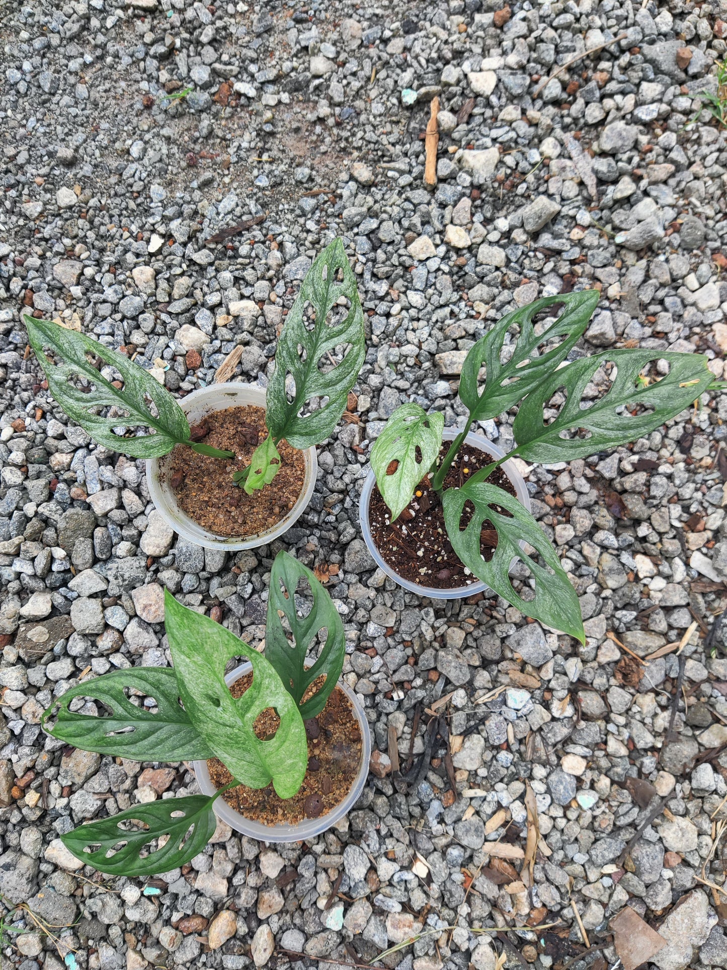 Monstera Adansonii European Mint Variegated