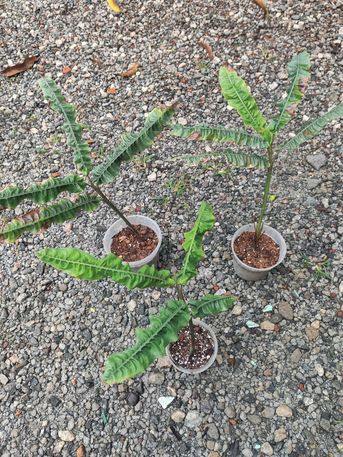 Alpinia Rugosa