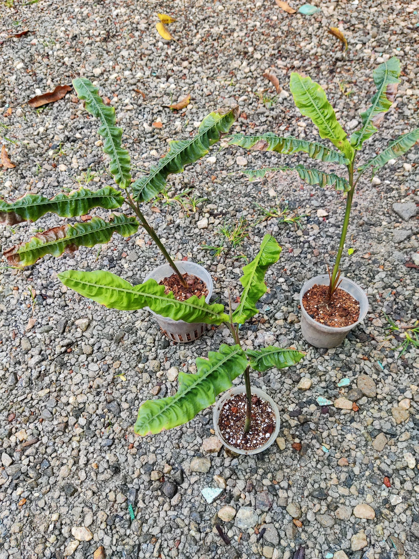 Alpinia Rugosa