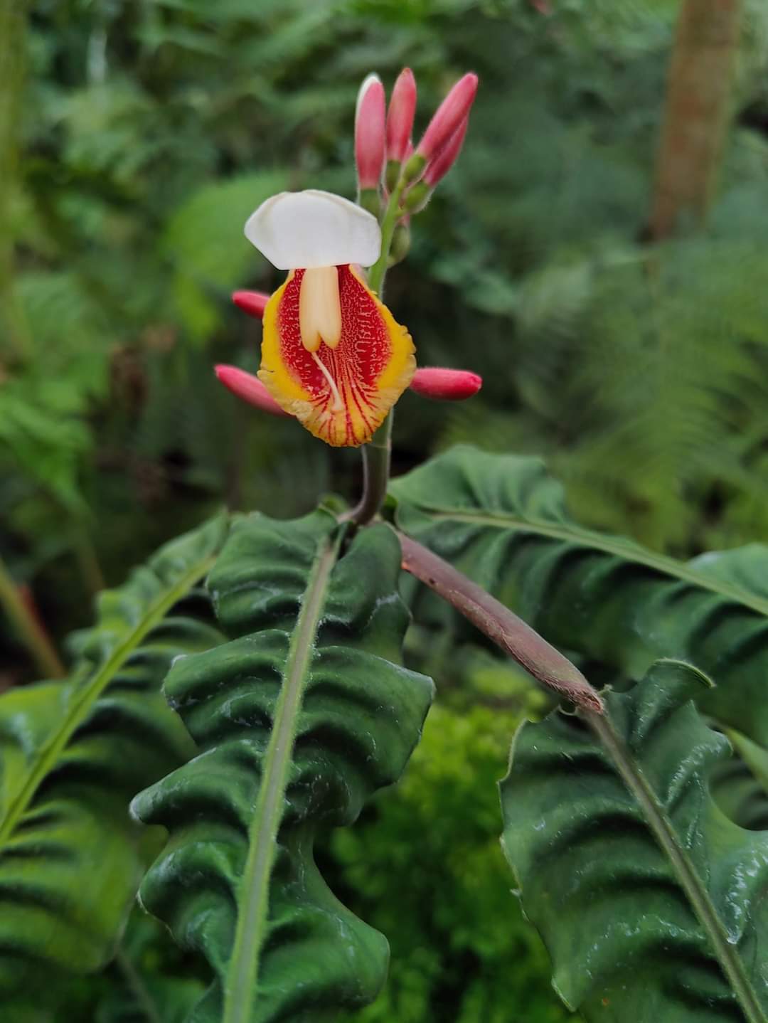 Alpinia Rugosa