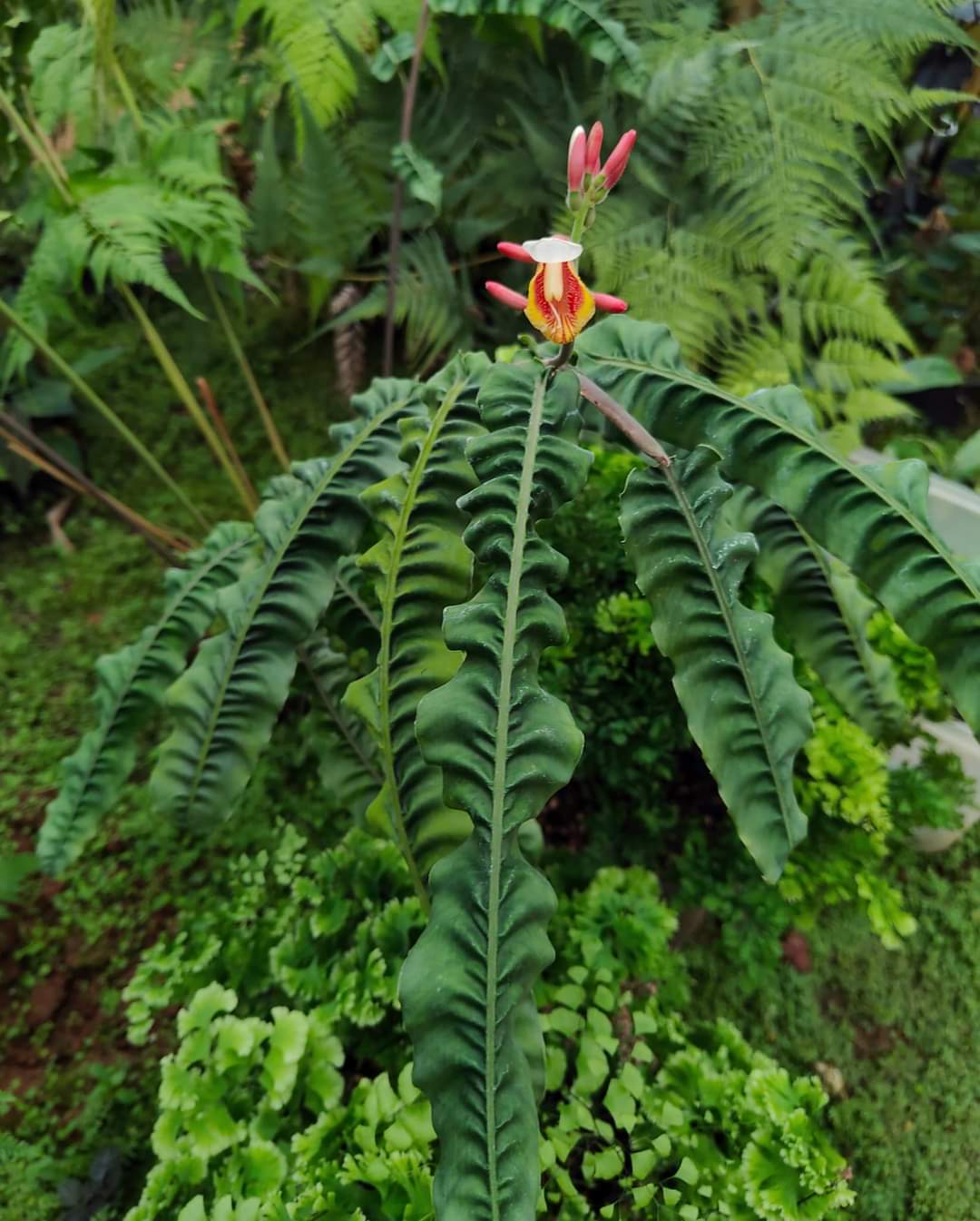Alpinia Rugosa