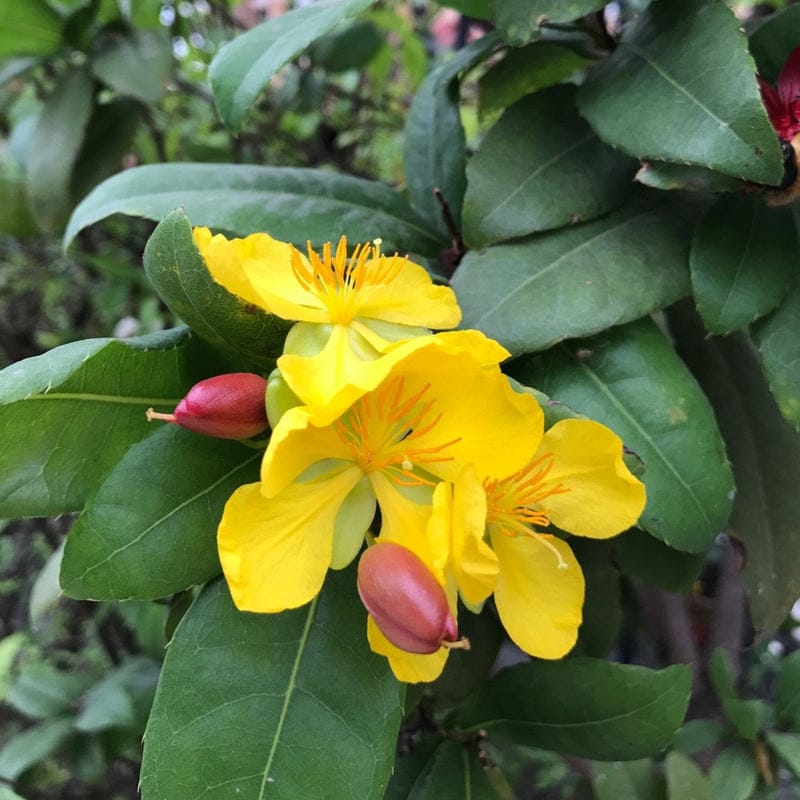 Mickey Mouse Plant/ Ochna Serrulata