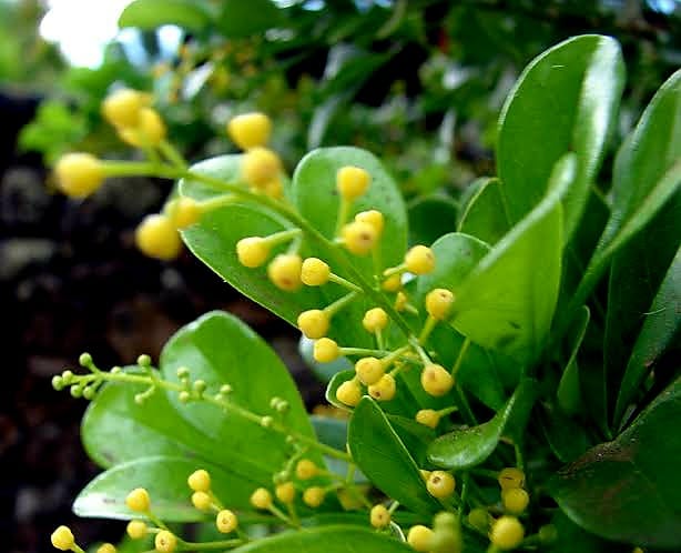 Chinese Perfume Plant/ Aglaia Odorata