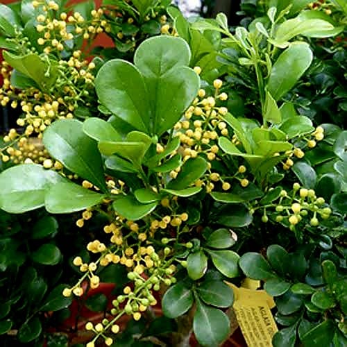 Chinese Perfume Plant/ Aglaia Odorata