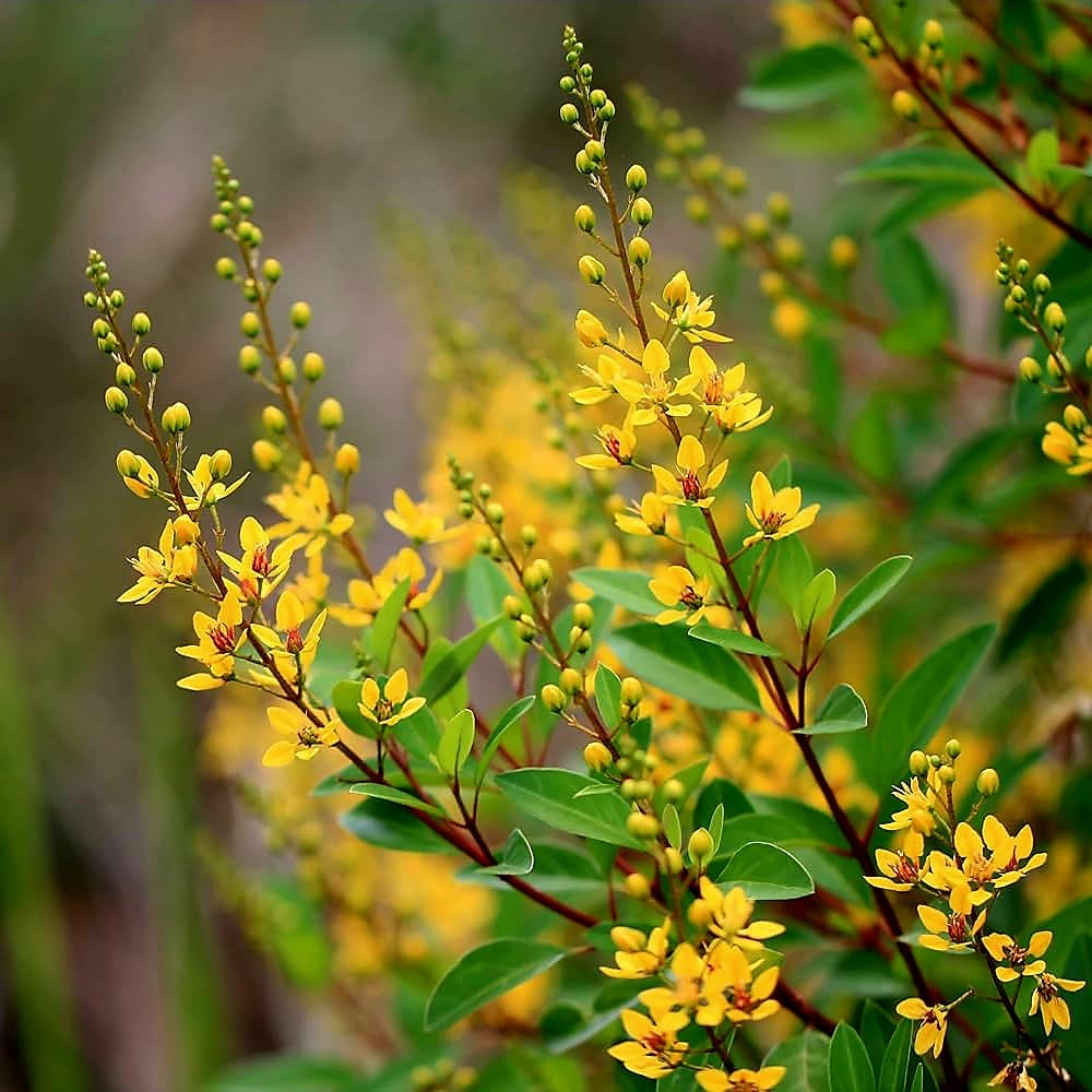 Galphimia Gracilis / Gold Shower