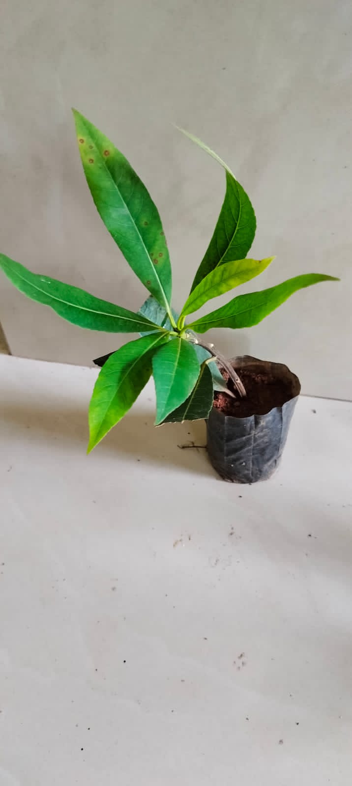 Elaeocarpus Grandiflorus