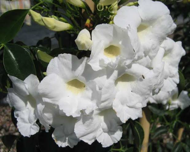 Pandorea Jasminoides 'Alba' - White Bower Vine / Bower of Beauty