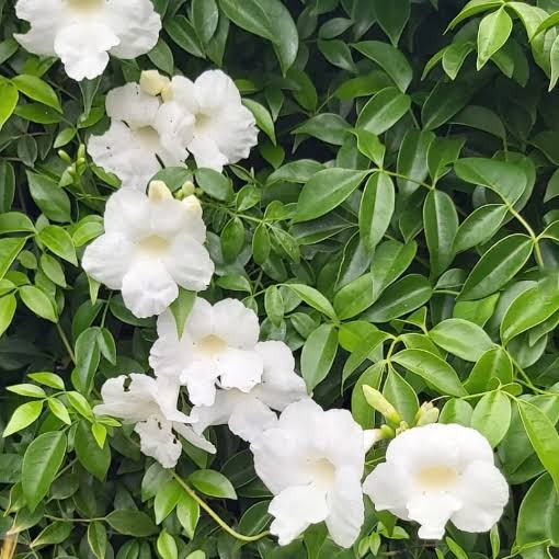 Pandorea Jasminoides 'Alba' - White Bower Vine / Bower of Beauty
