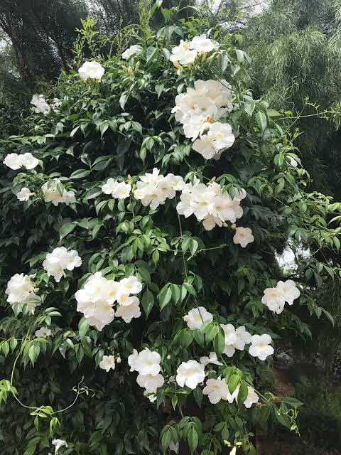 Pandorea Jasminoides 'Alba' - White Bower Vine / Bower of Beauty