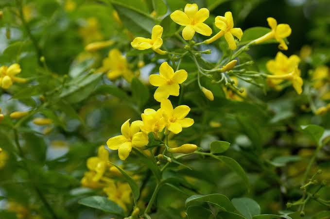 Italian Yellow Fragrant Jasmine / Jasminum Grandiflorum (Yellow)