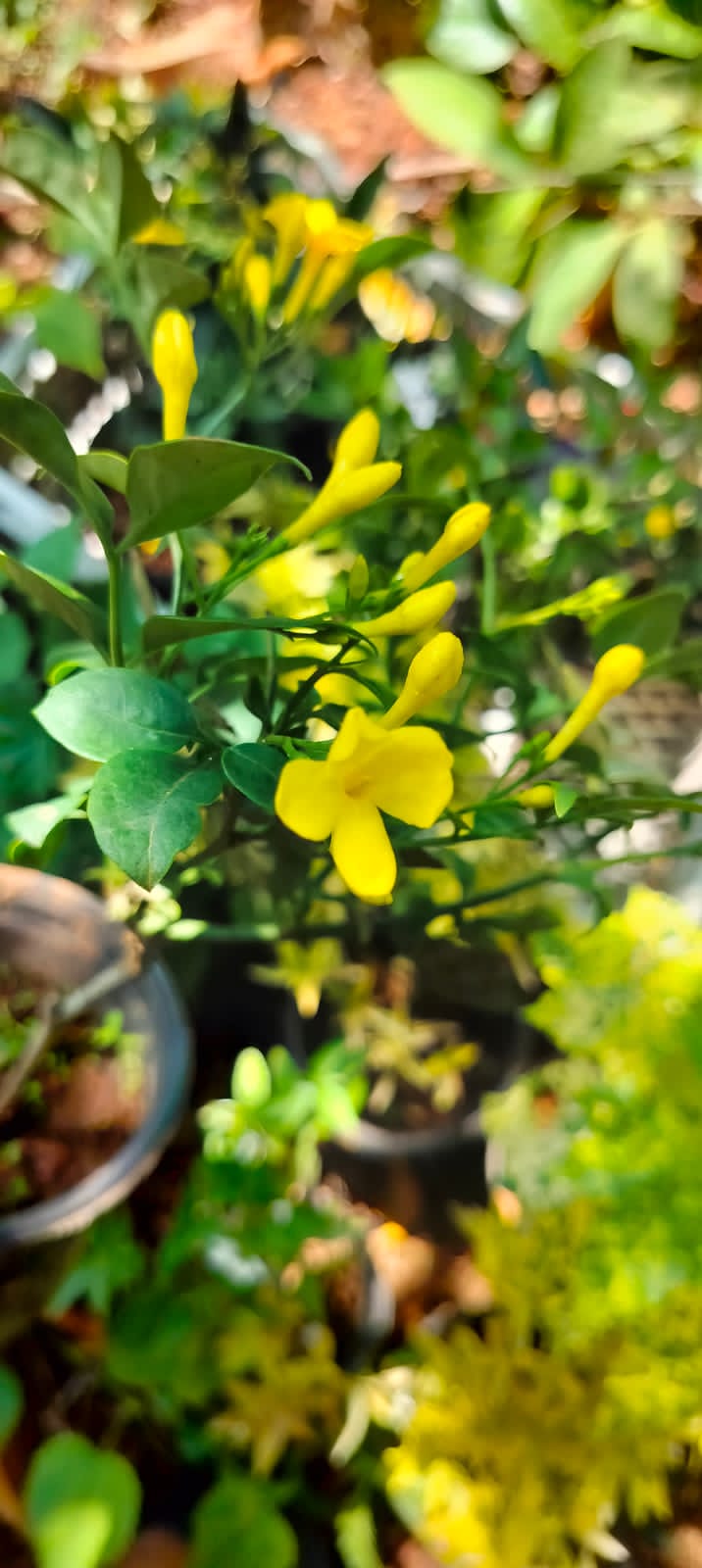 Italian Yellow Fragrant Jasmine / Jasminum Grandiflorum (Yellow)