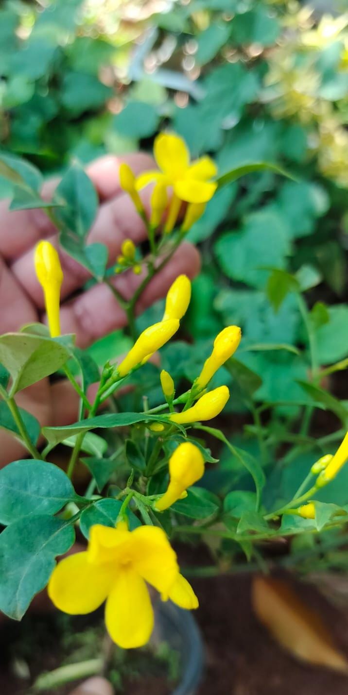 Italian Yellow Fragrant Jasmine / Jasminum Grandiflorum (Yellow)