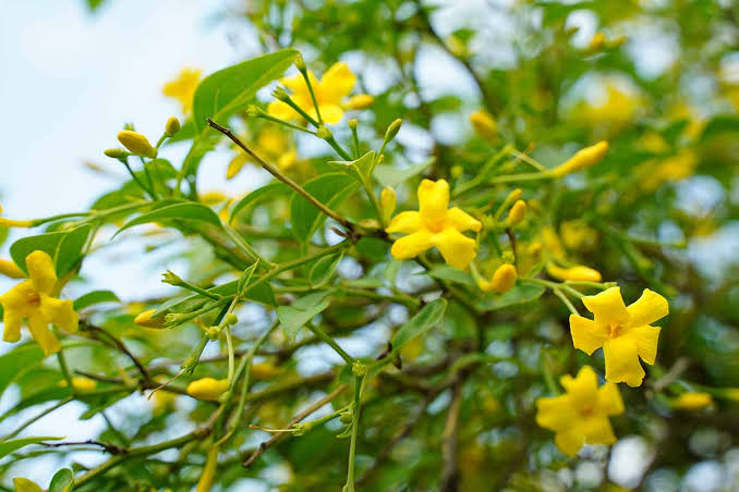 Italian Yellow Fragrant Jasmine / Jasminum Grandiflorum (Yellow)